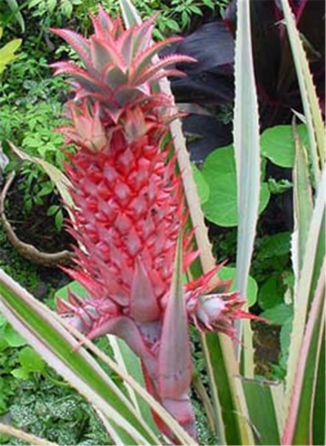 Ananas Comosus Variegatus